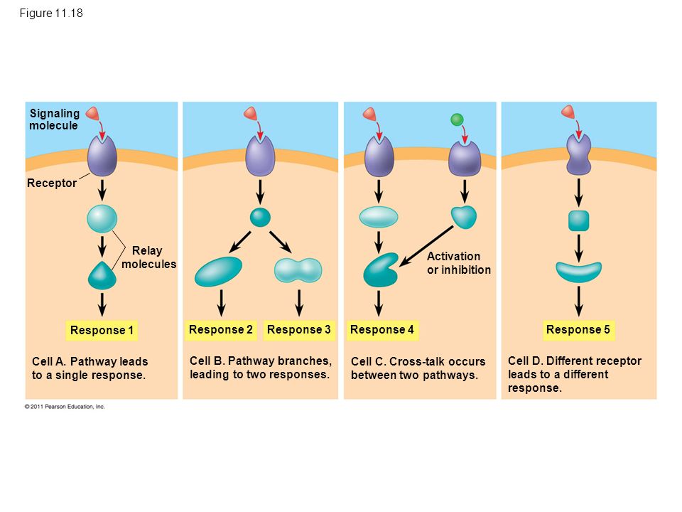 Chapter 11 Cell Communication. - ppt download